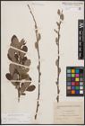 Foto von Salix cinerea subsp. atrocinerea (Brot.) Guinier